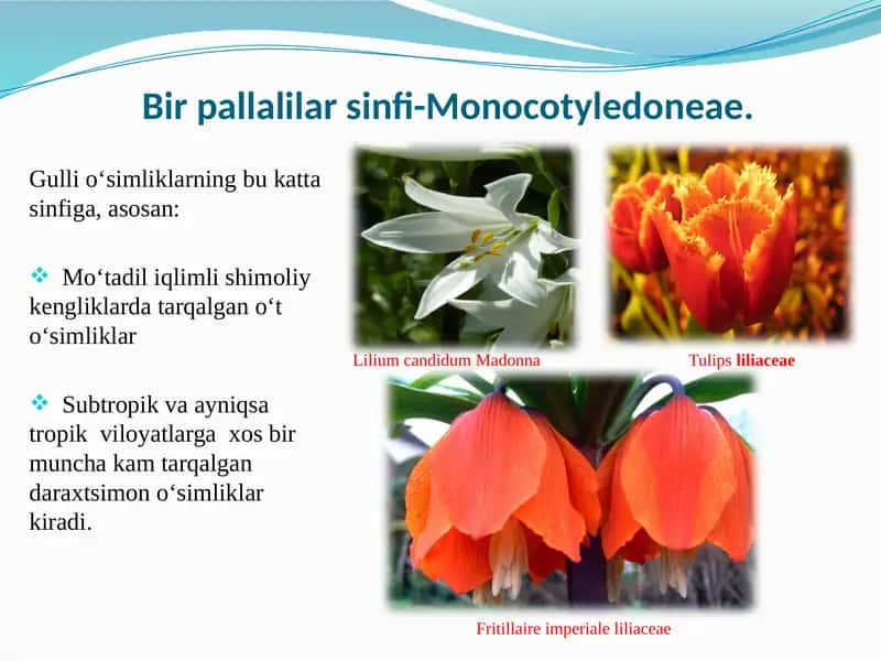 Loladoshlar oilasi (Liliaceae) 2