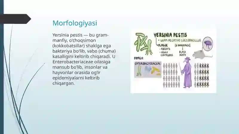 Yersinia pestis 2