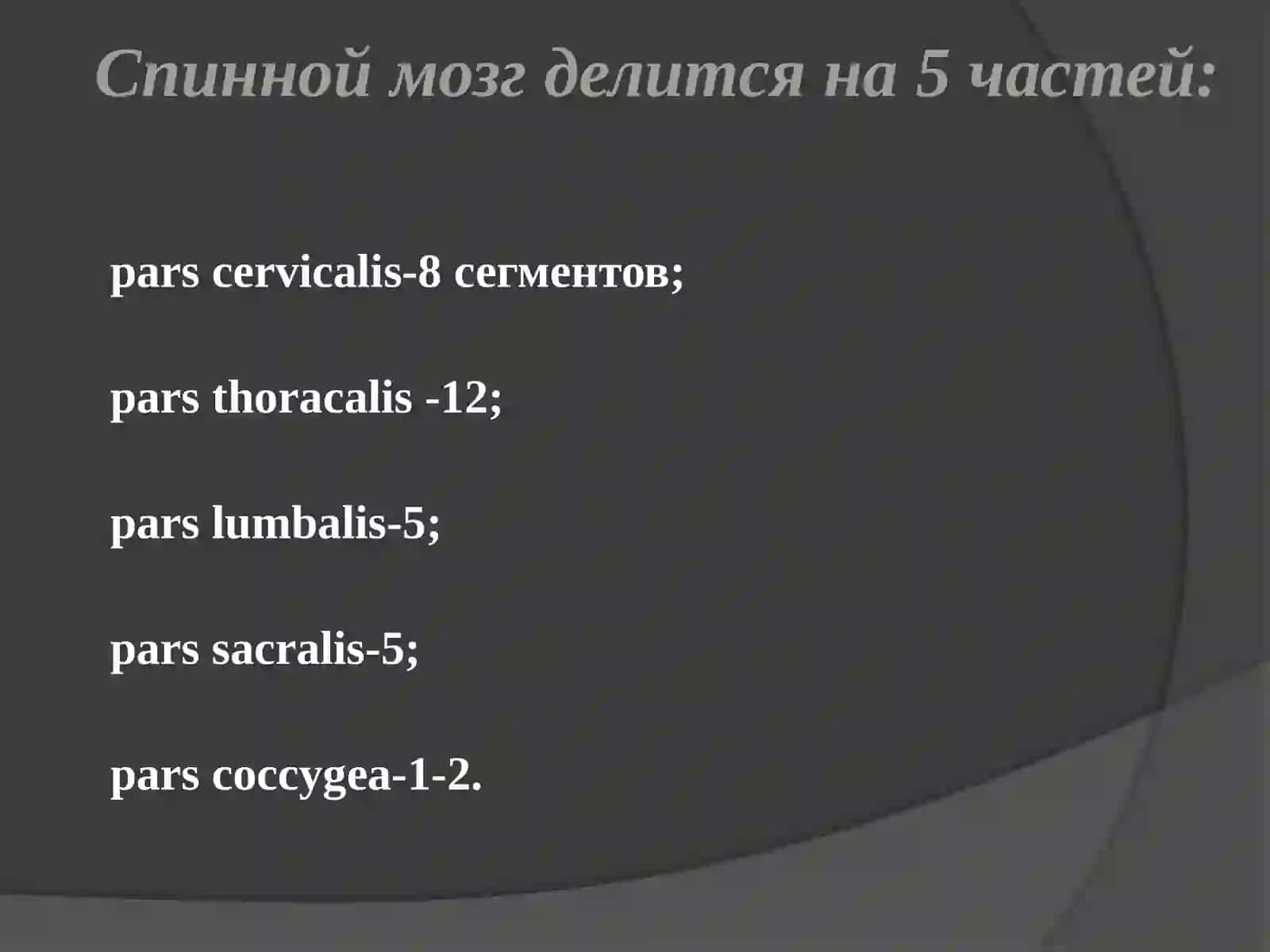 Асабсистемасинингклиниканатомияси. Орқамия,мияасоси 2