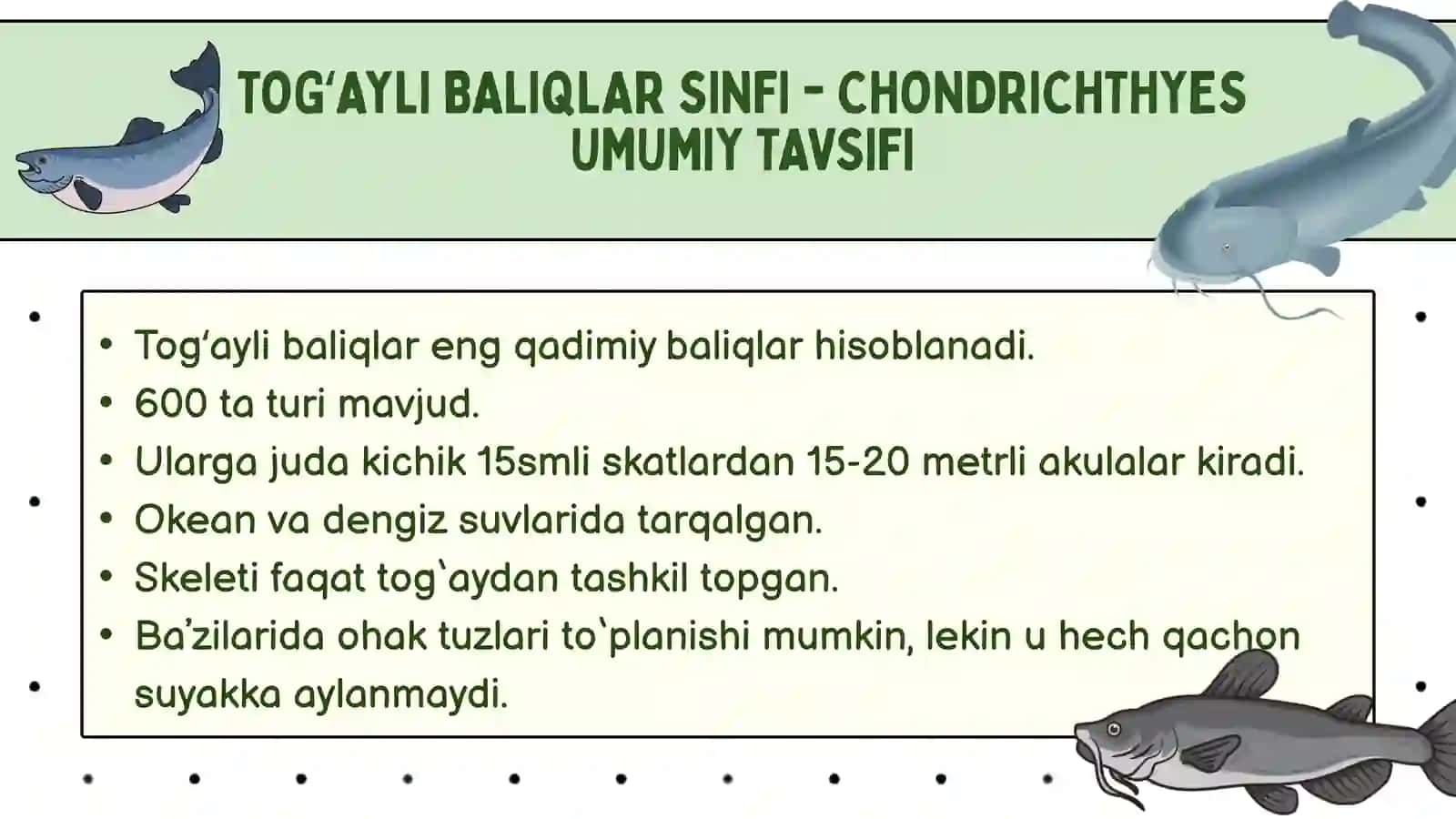 Togʻayli baliqlar sinfi taqdimoti 2