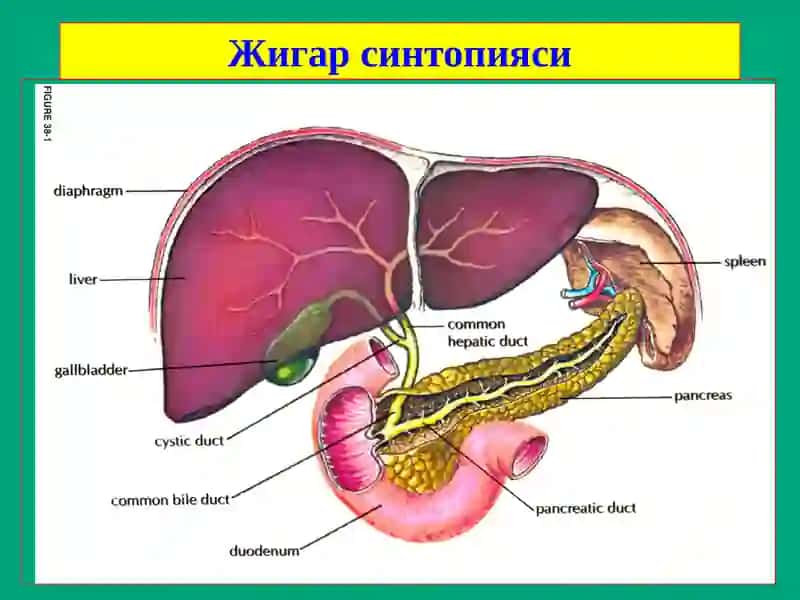 Жигар хирургик касалликлари 2