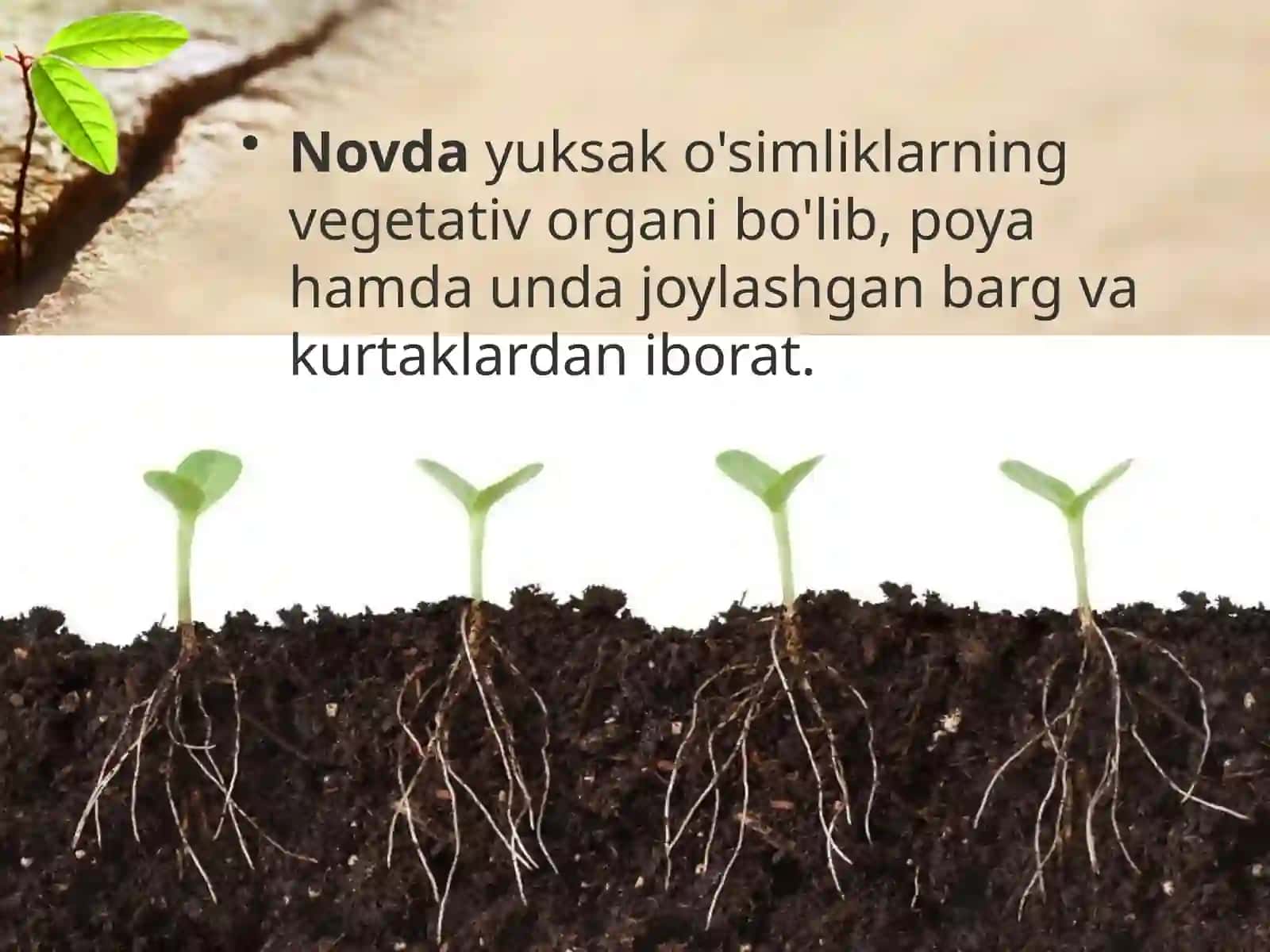 6-sinf Botanika Novda 2