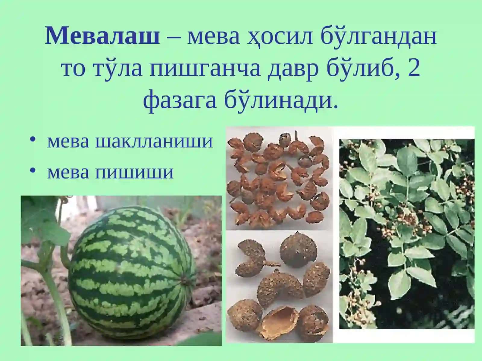 Мевалаш ва уруғ махсулдорлиги 2