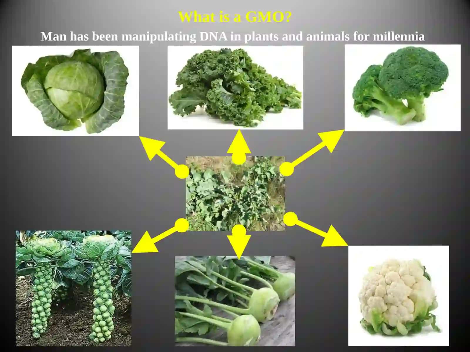 What is a GMO? 2