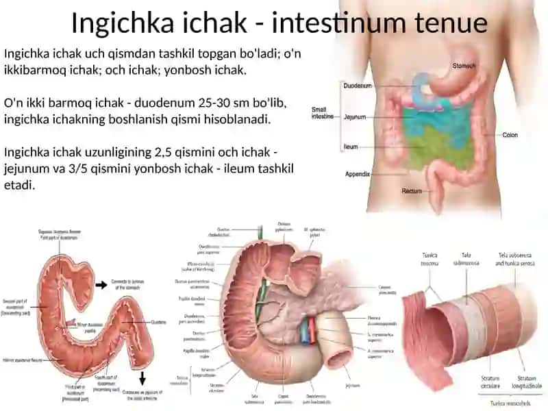 Ingichka va yo’g’on ichaklarning funksional va klinik anatomiyasi. Hazm bezlari- jigar va me’da osti bezi: tuzilishi, klinik ahamiyati. O’t pufagi va o’t chiqaruvchi yo’llari. 2