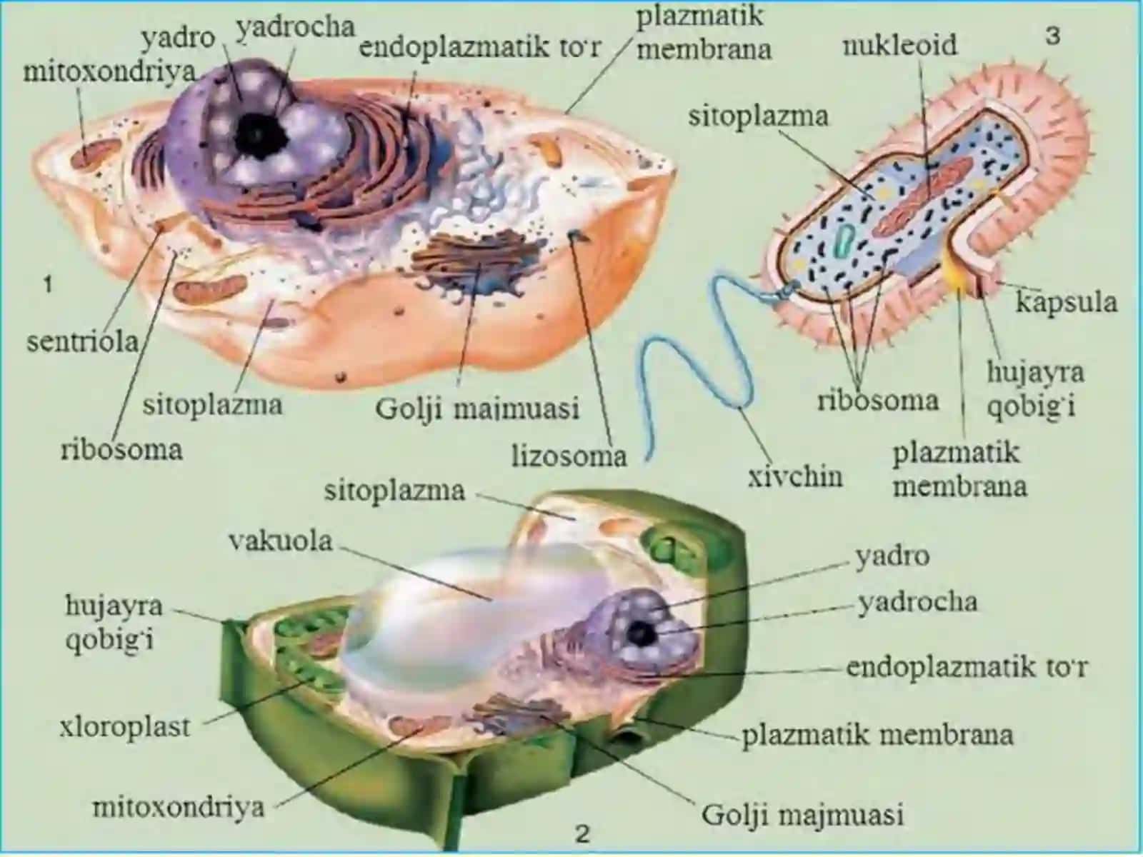 HAYOTNING HUJAYRA DARAJASIDAGI UMUMBIOLOGIK QONUNIYATLAR 2