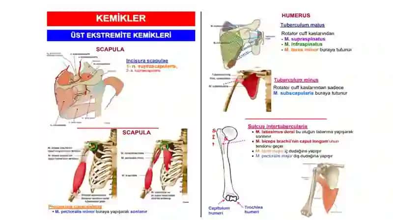 Bilakning oldingi va orqa sohalari. Bilak-kaft usti bo’g’imi. Qo’l panjasi klinik anatomiyasi. Kaft sohasi fastsial o’rindiqlari, bo’shliqlari, kanallari, bo’g’imlari. 2