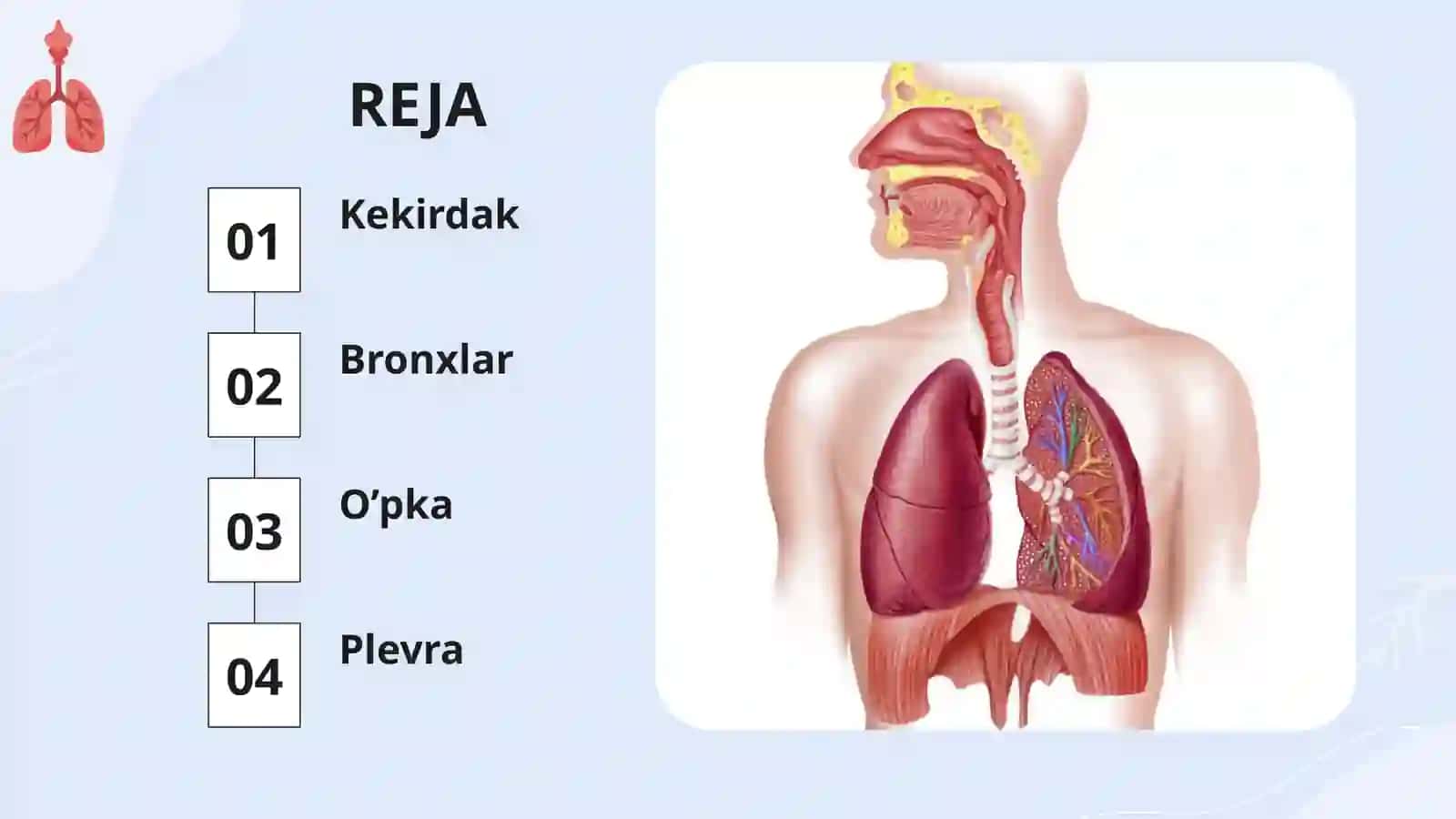 Kekirdak, Bronxlar, O’pka, Plevra, Ko’ks oralig’i 2