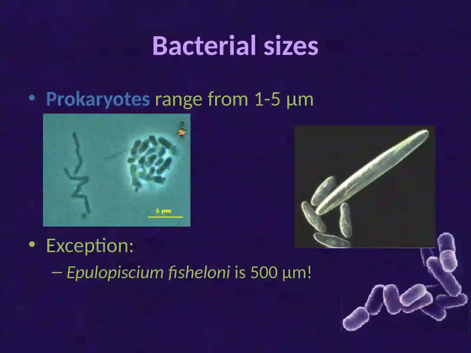 Viruses and Bacteria 2