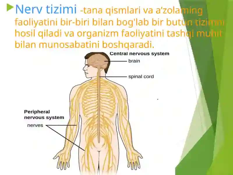 Nerv tizimi-tana qismlari va a’zolaming faoliyatini bir-biri bilan bog'labbir butuntizimni hosil qiladivaorganizm faoliyatinitashqi muhit bilan munosabatini boshqaradi 2