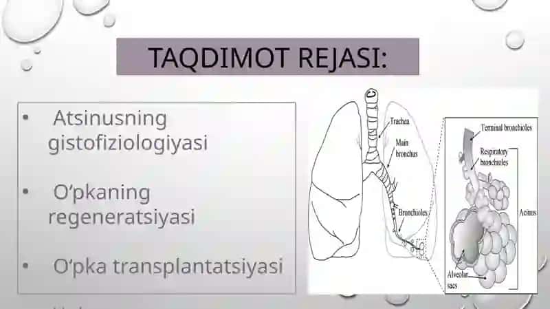 ATSINUSNING GITOFIZIOLOGIYASI. O’PKANING REGENERATSIYASI VA TRANSPLANTATSIYASI 2