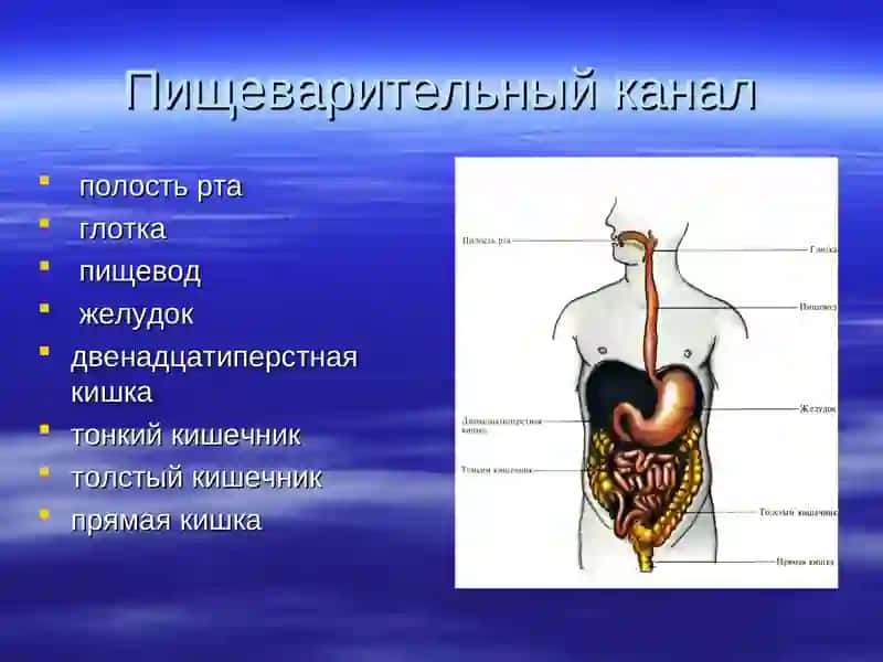 Физиология пищеварения 2
