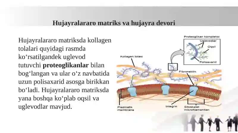 Hujayra va Hujayradan Tashqari Matriks Orasidagi Munosabatlar 2