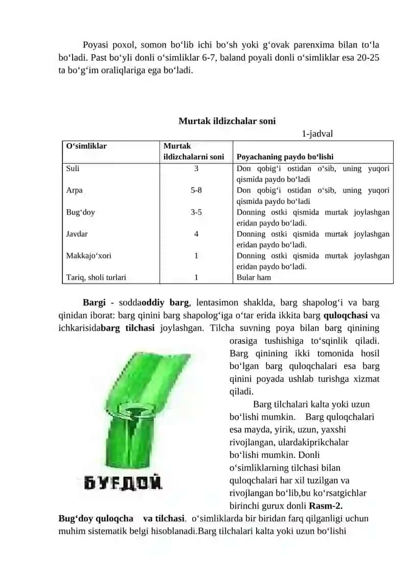 Donli ekinlarning umumiy morfologiyasi 2