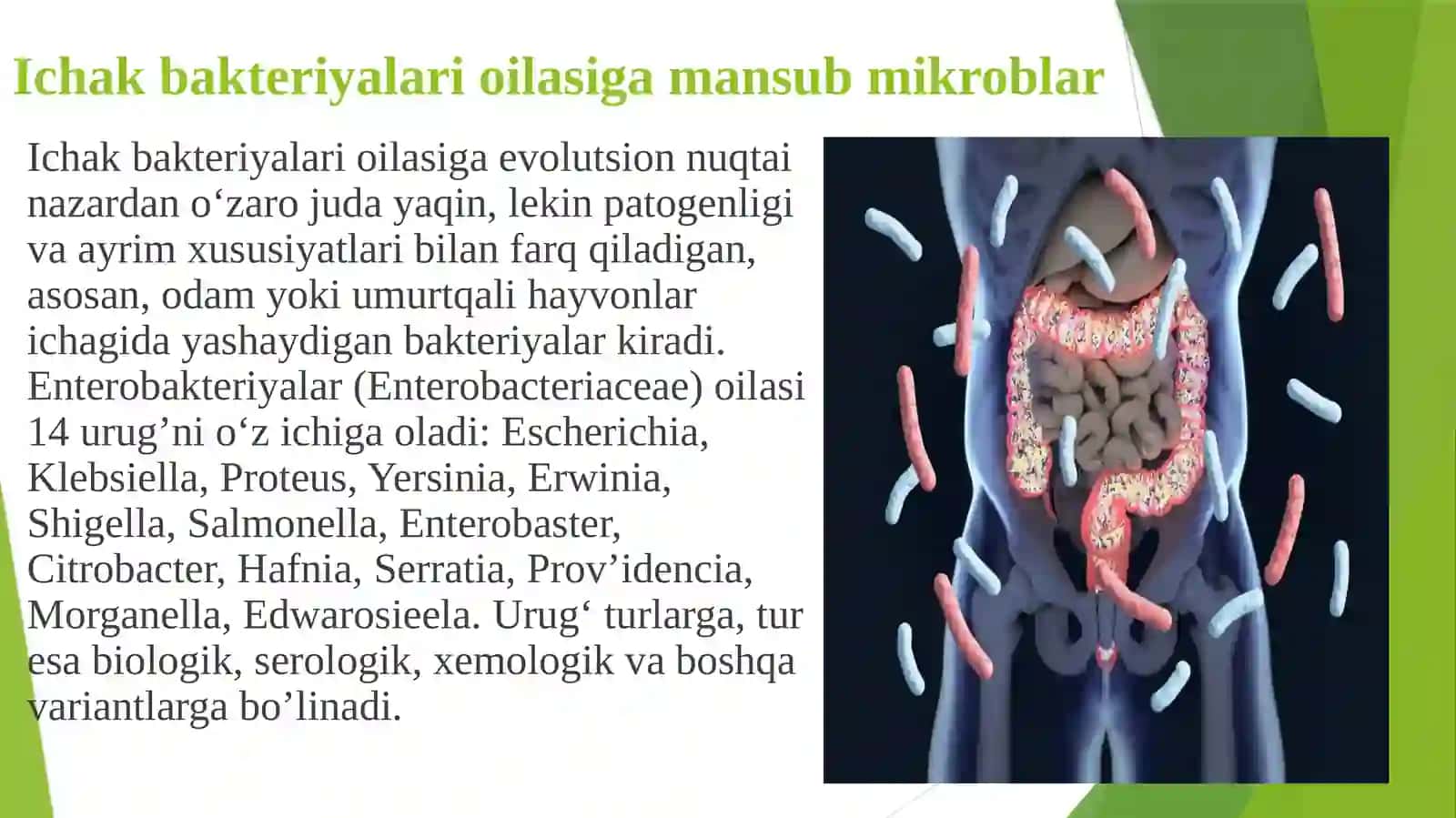 Ichak bakteriyalari oilasiga mansub mikroblar 2