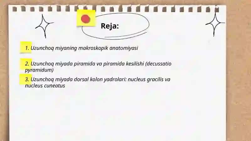Uzunchoq miya,miyacha,miya koʻprigi va rombsimon chuqurcha anatomiyasi 2