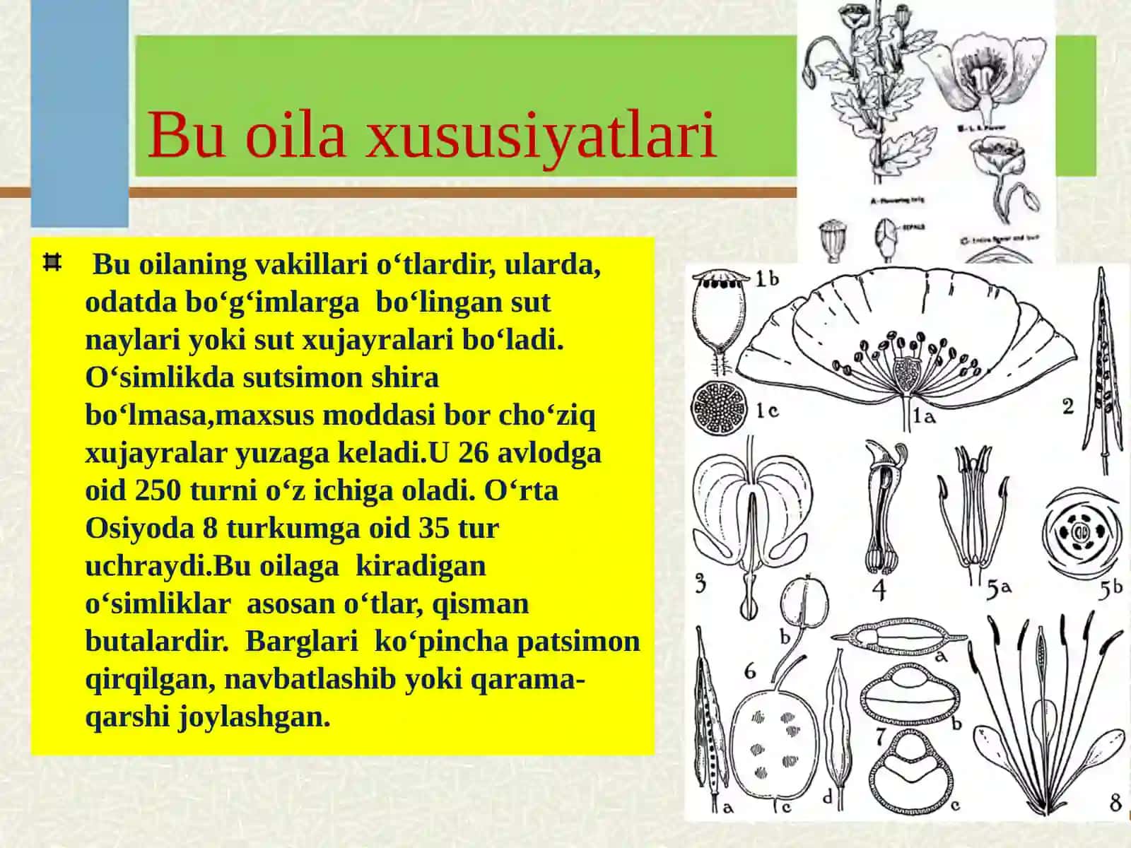 KO‘KNORGULDOShLAROILASI PAPAVERACEAE 2