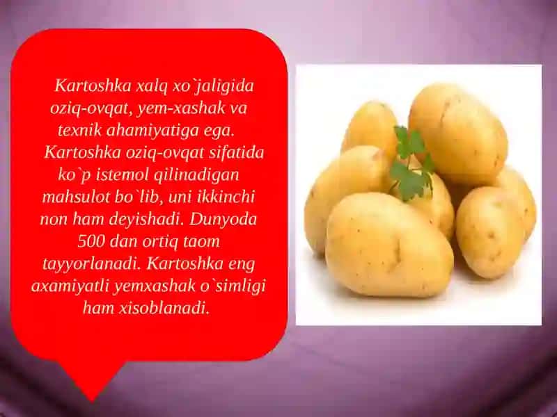 KARTOʻSHKANIBIOLOGIK XUSUSIYATLARI VA YETISHTIRISH TEXNOLOGIYASI 2