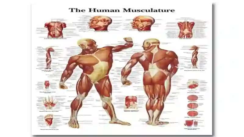 Muskullarning tuzilishi 2