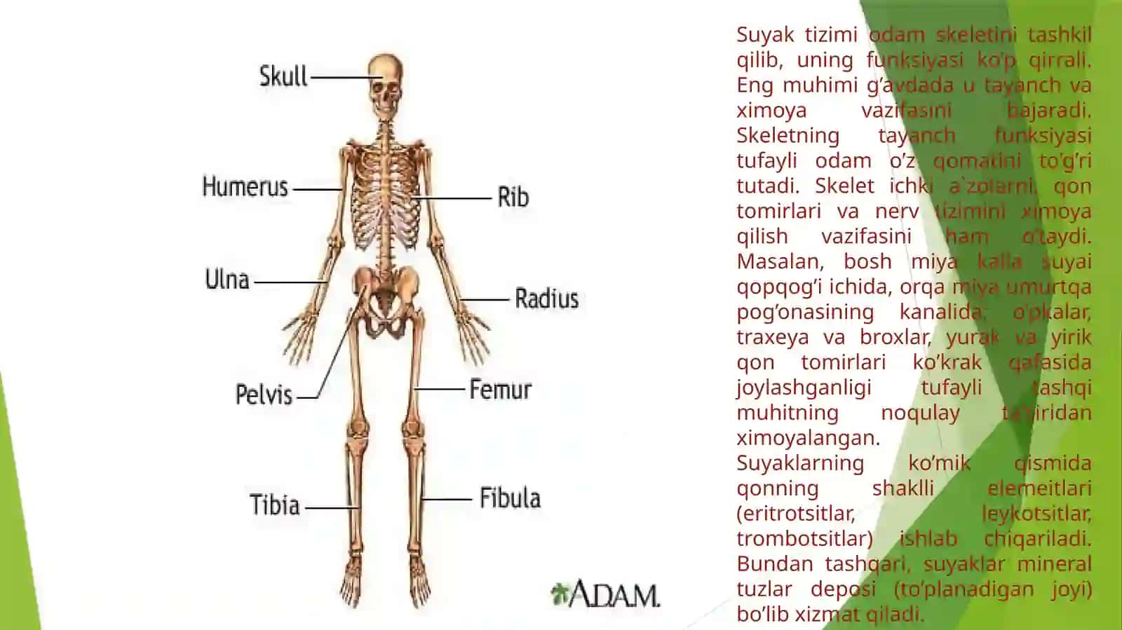 Harakat tayach tizimining anatomiyasi 2