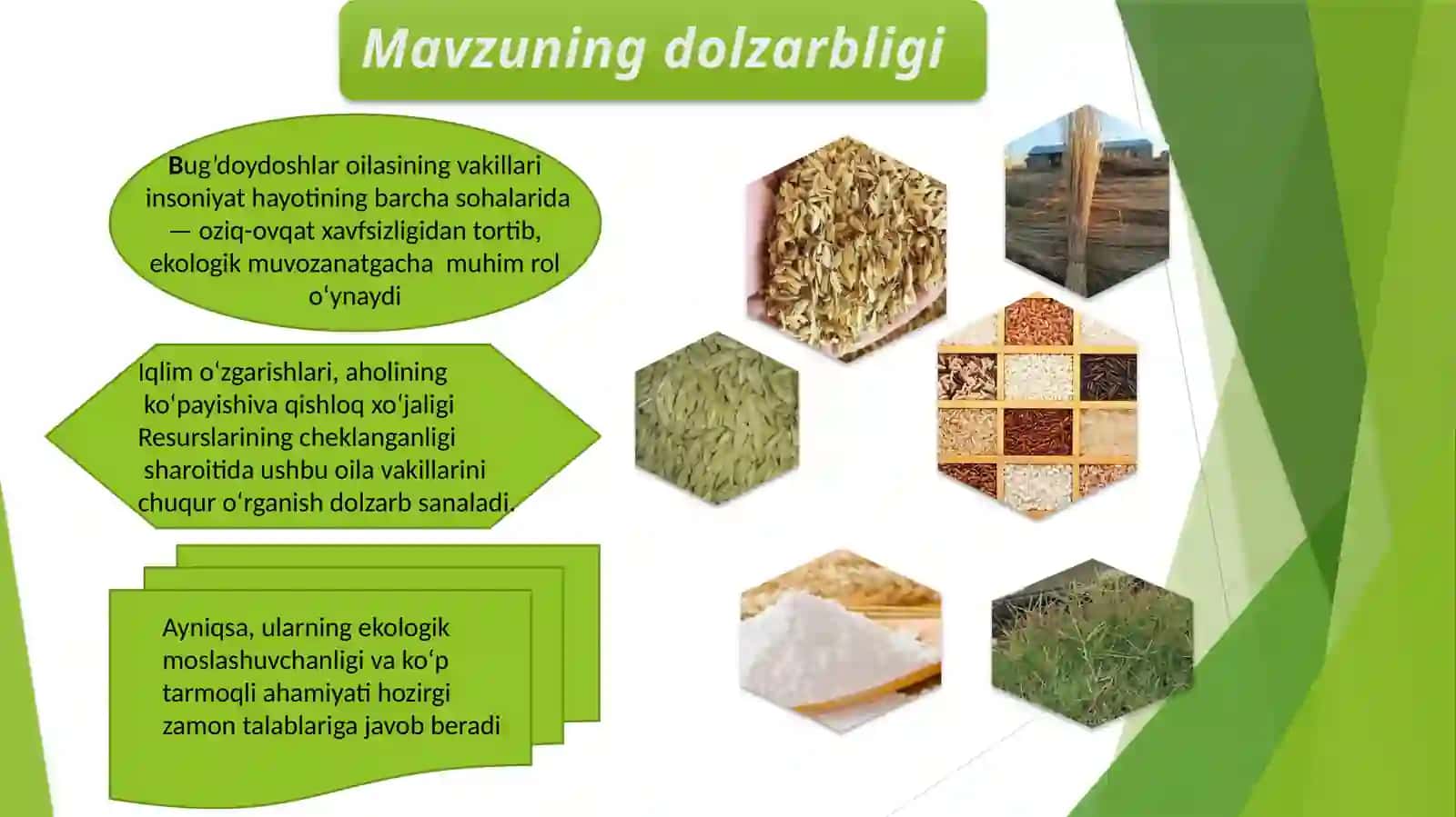 BUG’DOYDOSHLAR OILASINING UMUMIY TA’RIFI,VAKILLARI,TUZILISH XUSUSIYATLARI VA AHAMIYATI 2