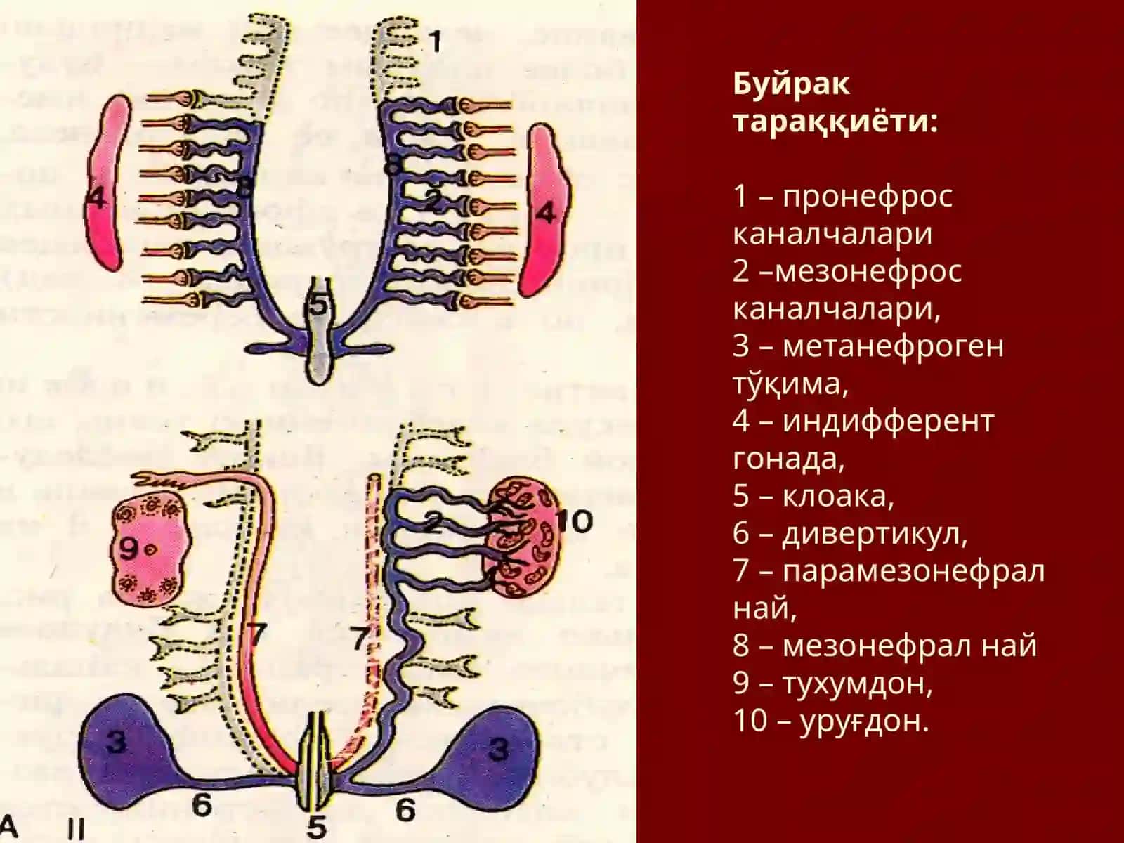 Буйракнинг кўндаланг ва бўйлама кесими 2