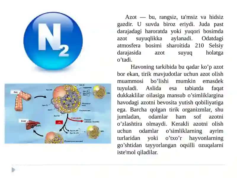 Azotning o'simliklardagi modda almashinuvi gata'siri 2
