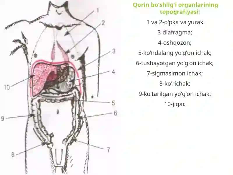 Qorin bo'shlig'i organlarining topografiyasi 2