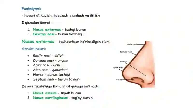 Tashqi burun. Burun bo’shlig’i devorini tuzilishi, burun yo’llari. Para nazal bo’shliqlar. Hiqildoq: tuzilishi, bo’shlig’i, yoshga doir xususiyatlari tovush  paydo bo’lishi 2