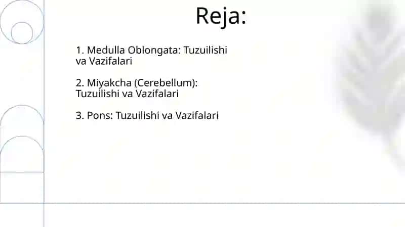 Medulla Oblongata 2