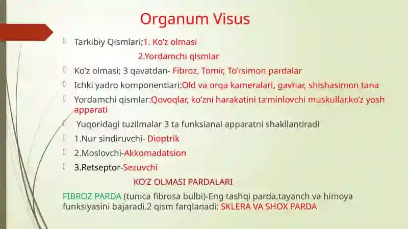 ko'rish a'zosi 2