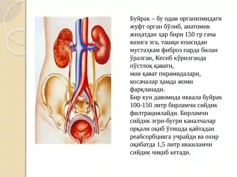 БУЙРАК КАСАЛЛИКЛАРИ, УЛАРНИНГ ПАТОФИЗИОЛОГИЯСИ 2