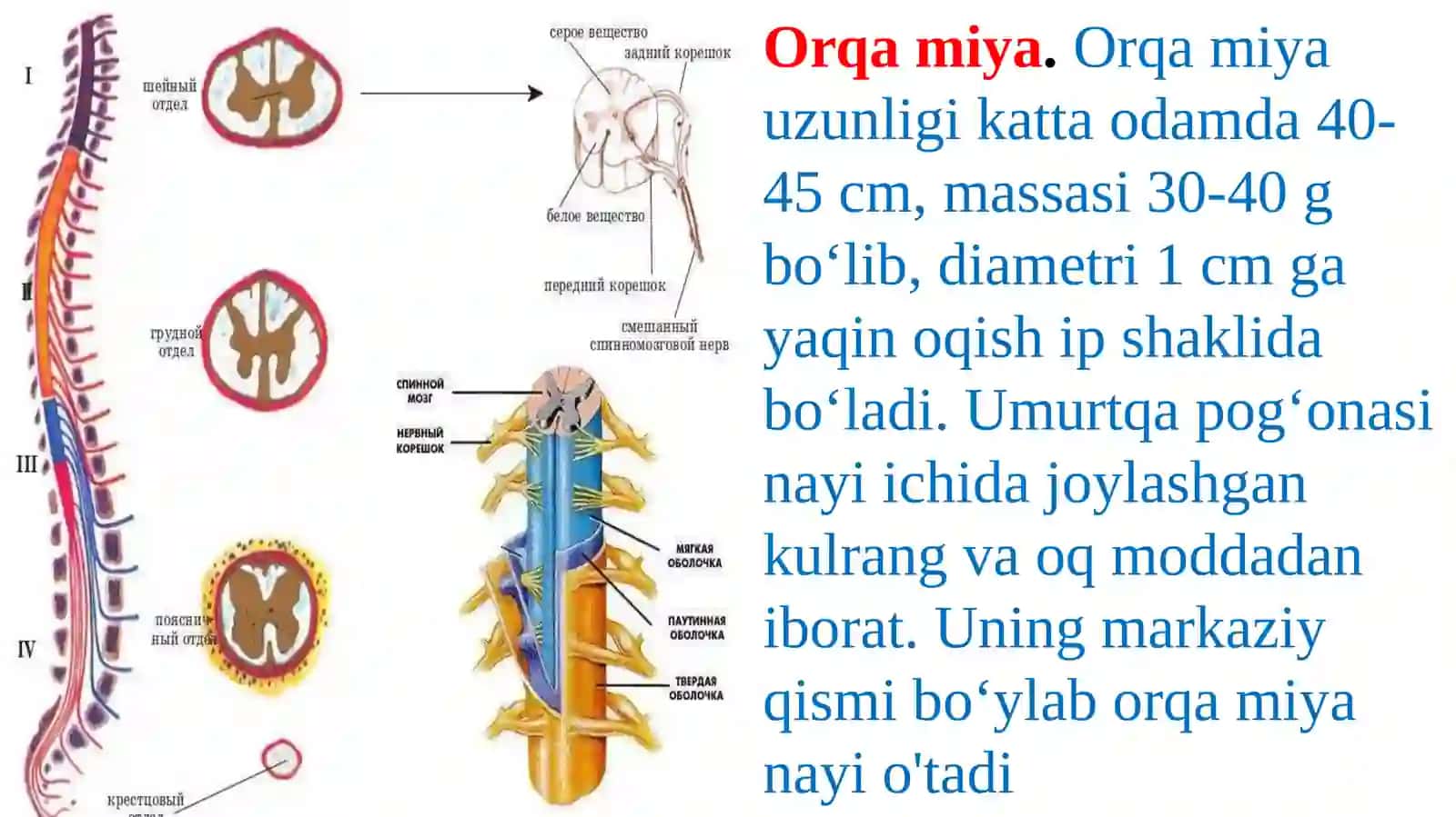 Orqa miyaning tuzilishi va funktsiyasi 2