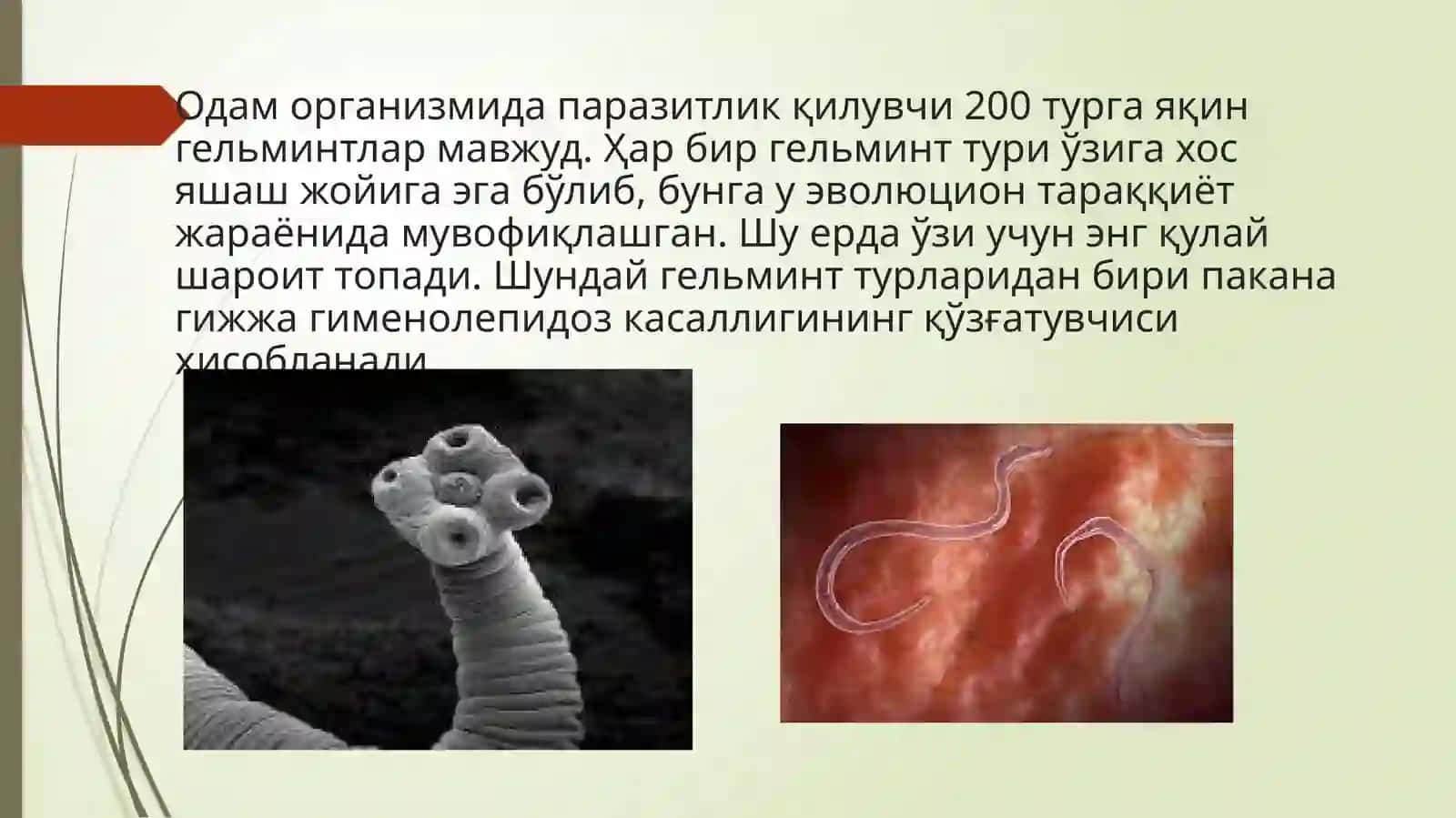 Gijjalar haqida umumiy ma’lumot.’’Pakana gijja’’ 2
