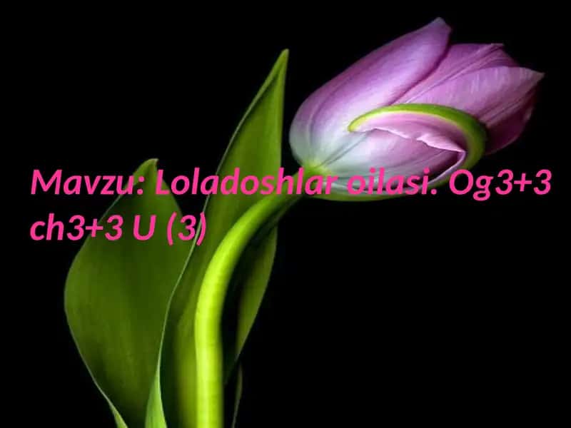 Loladoshlar oilasi mavzusida videoroligi 2