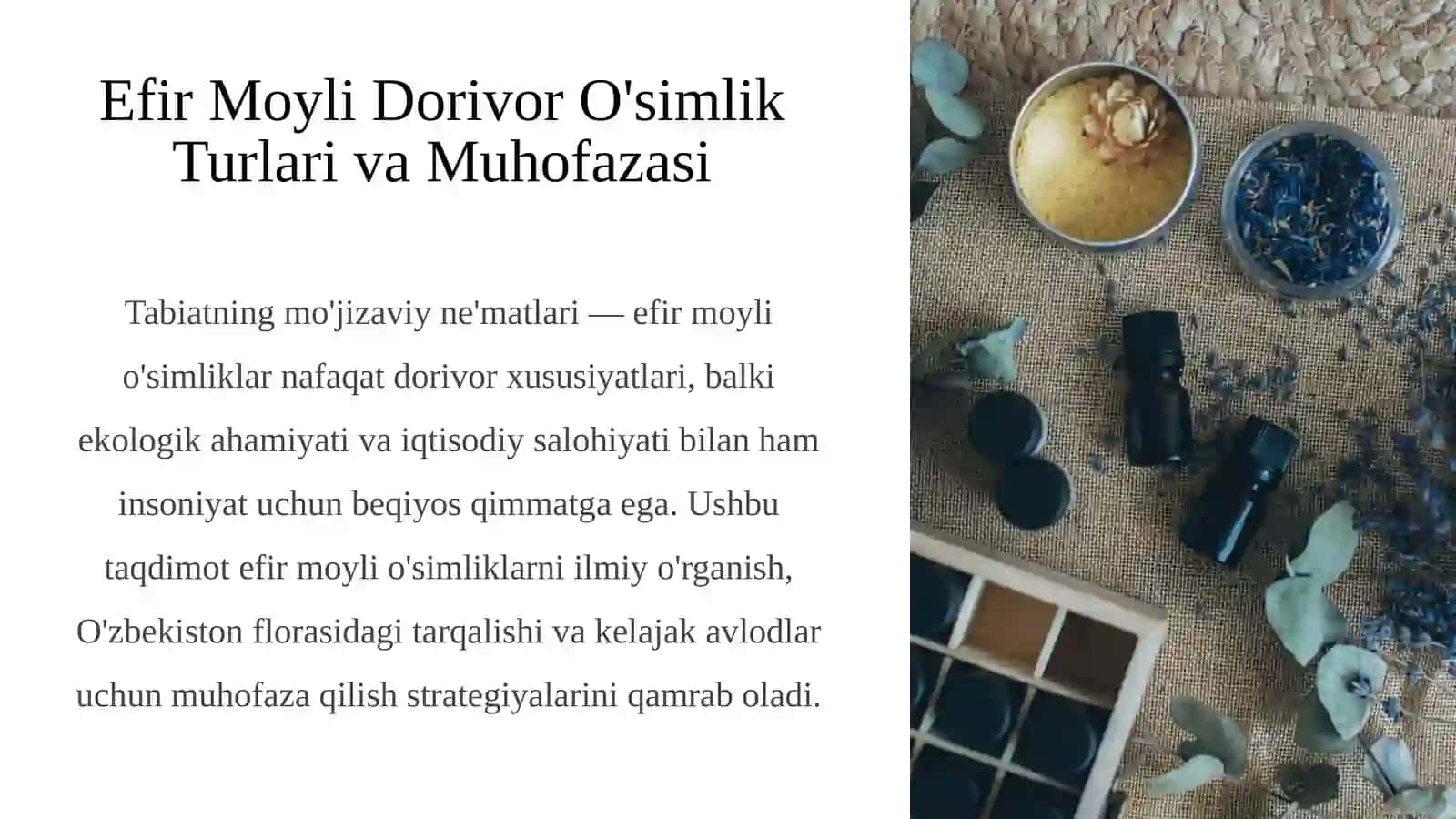 Efir Moyli Dorivor O'simlik Turlari va Muhofazasi 2