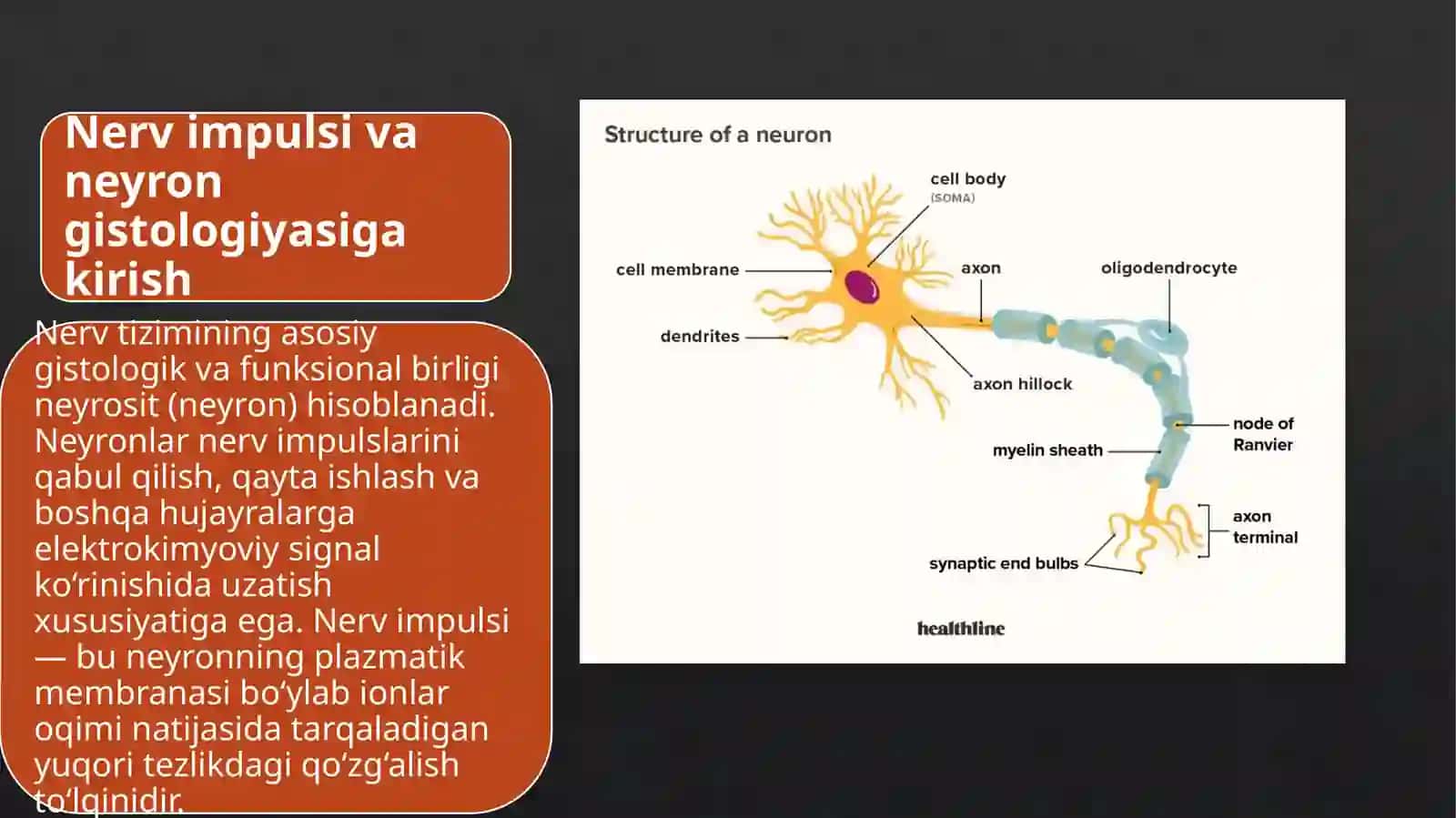 Gistologiya Sitologiya va Embrionologiya 2