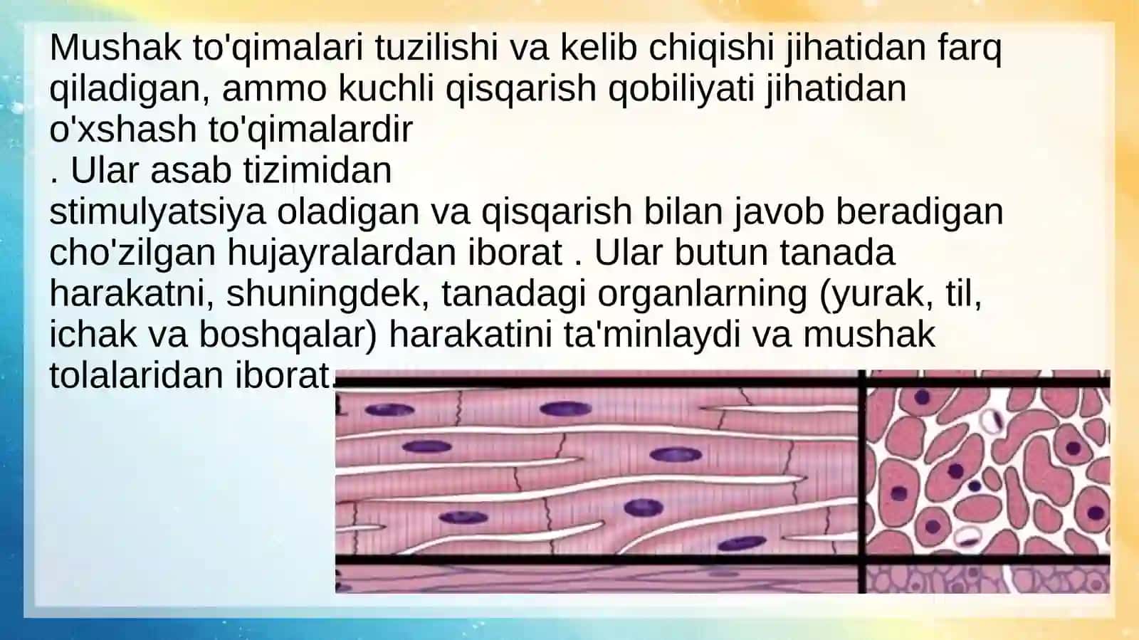 Mushak to'qimasi gistologiyasi 2