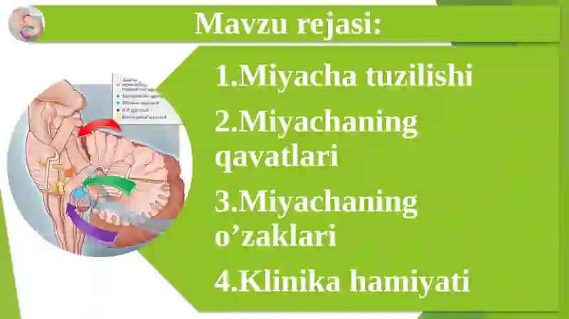 Miyacha o'zaklari va ularning klinik ahamiyati 2