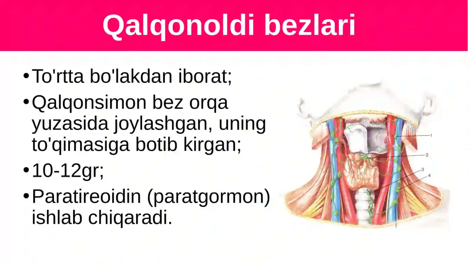 Qalqonoldi,gipofiz,ayrisimon,buyrakustibezlari 2