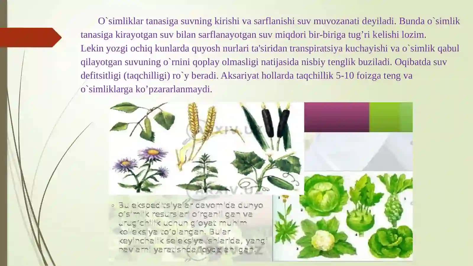 O’simliklarda suv almashinuv fiziologiyasi 2