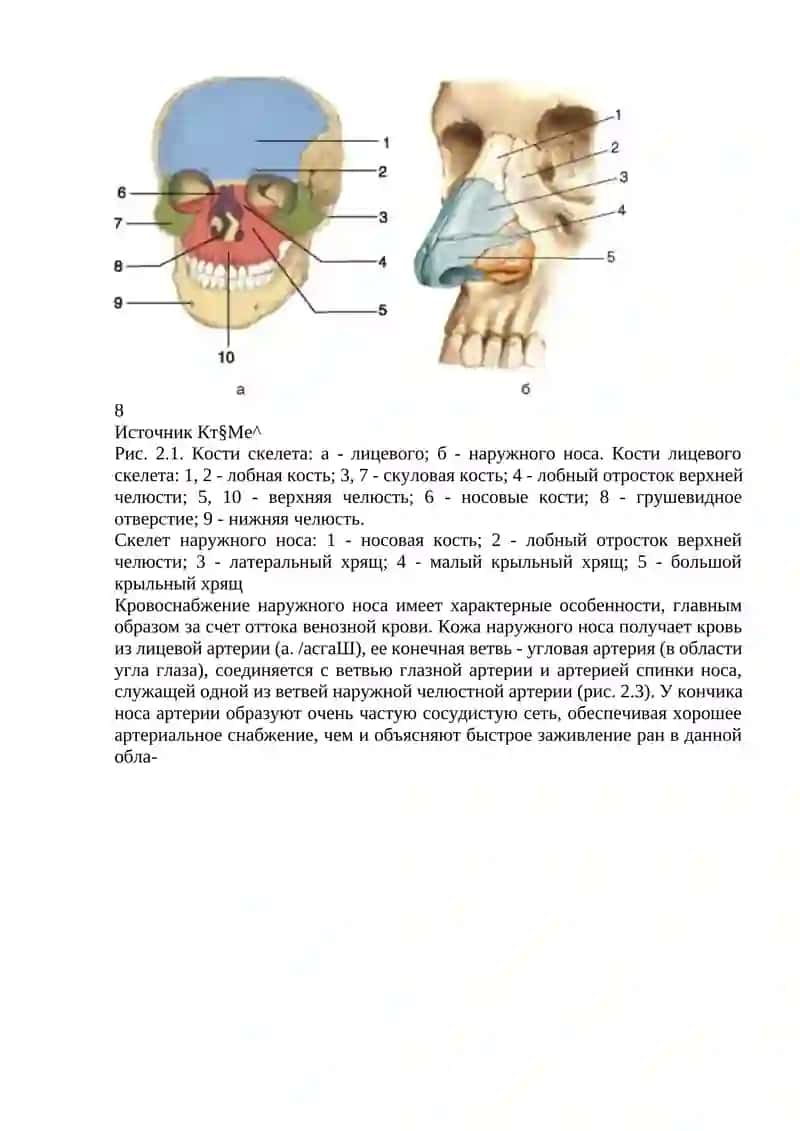 Клиническая анатомия наружного носа 2
