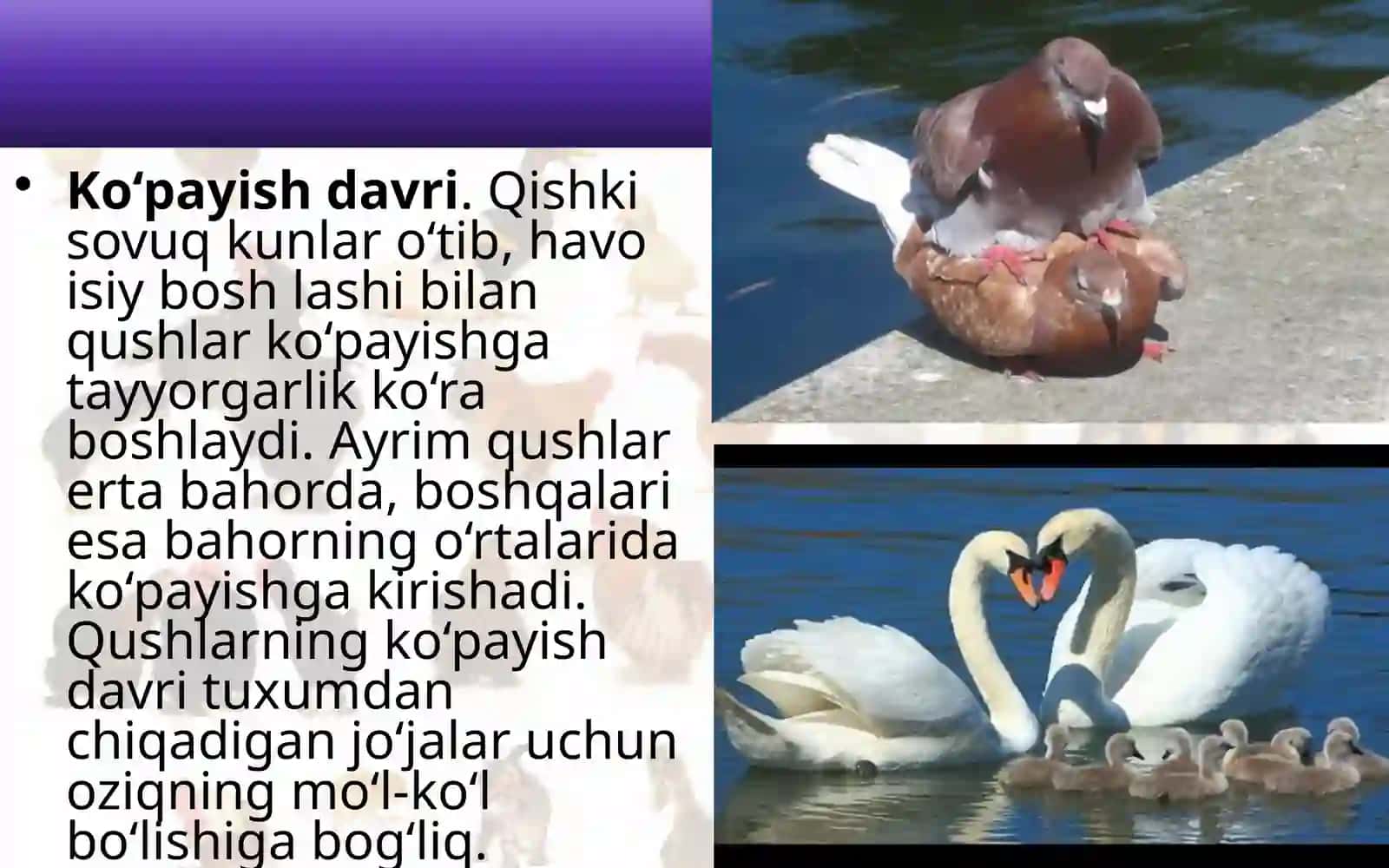 Qushlarning ko‘payishi, rivojlanishi va kelib chiqishi 2