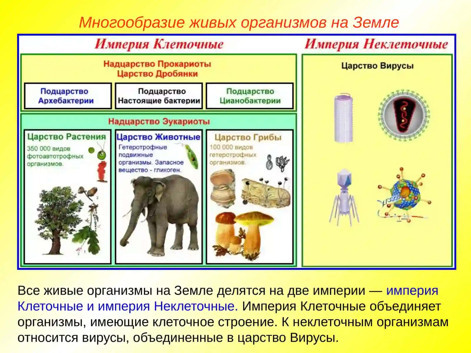Химический состав клетки 2