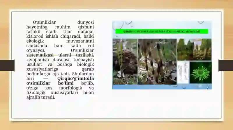 qirqbo'g'imtoifa o'simliklar bo'limi 2