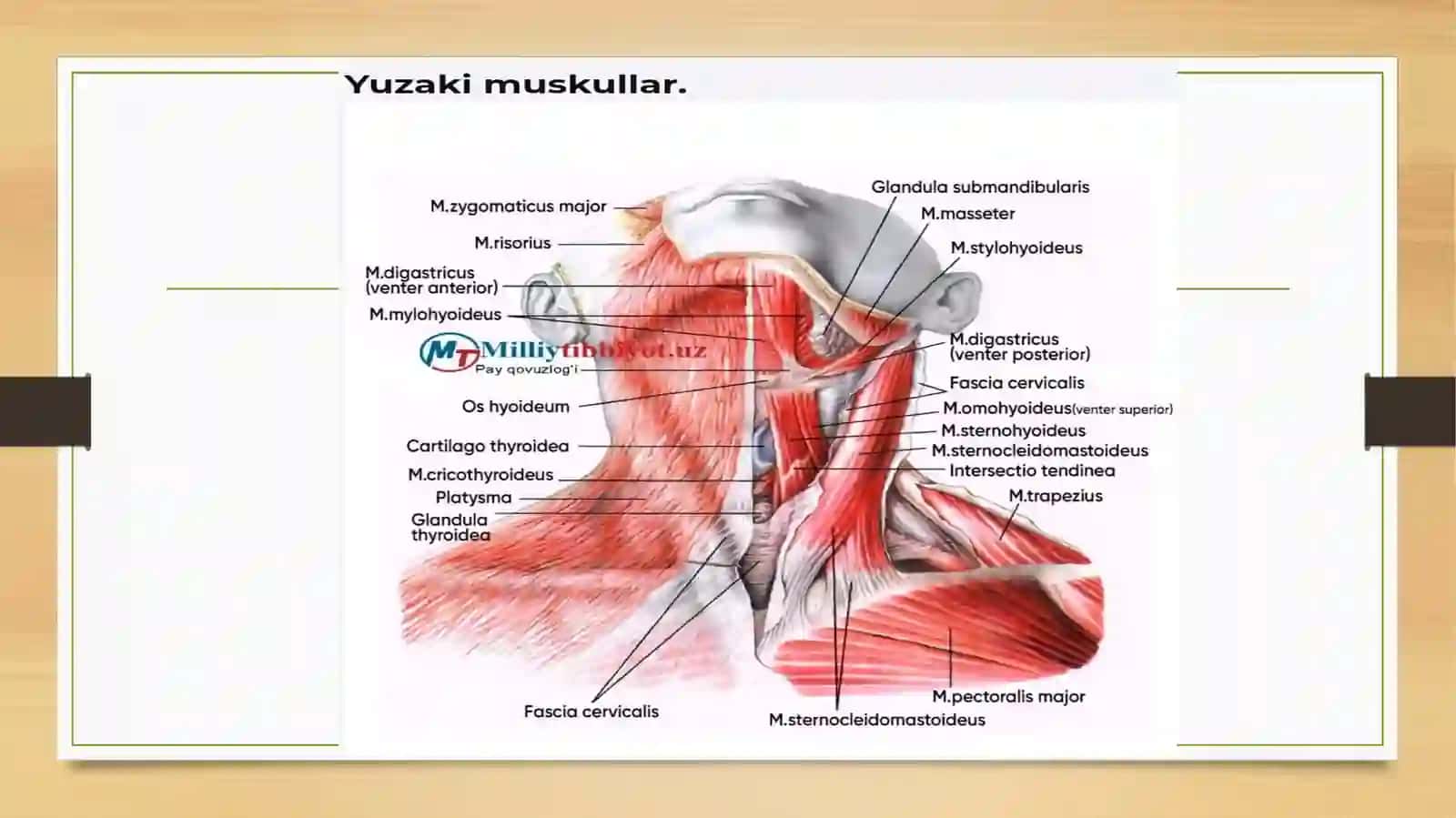 Bo’yinningoldingisohasi anatomiyasi va operativ xirurgiyasi 2