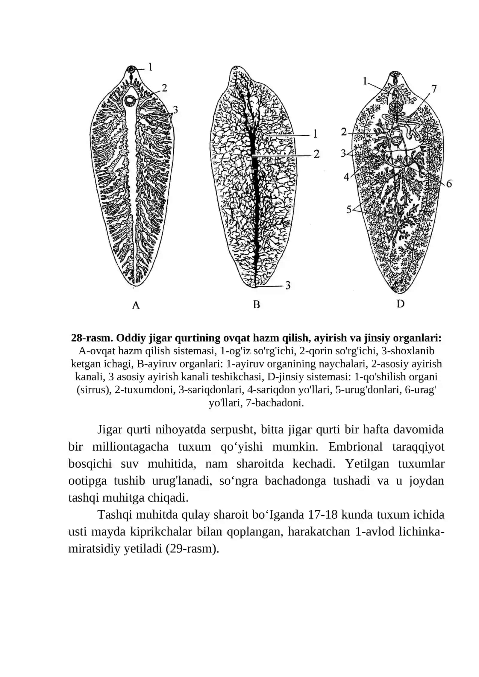 Jigаr qurtining tuzilishi vа rivоjlаnish sikli 2