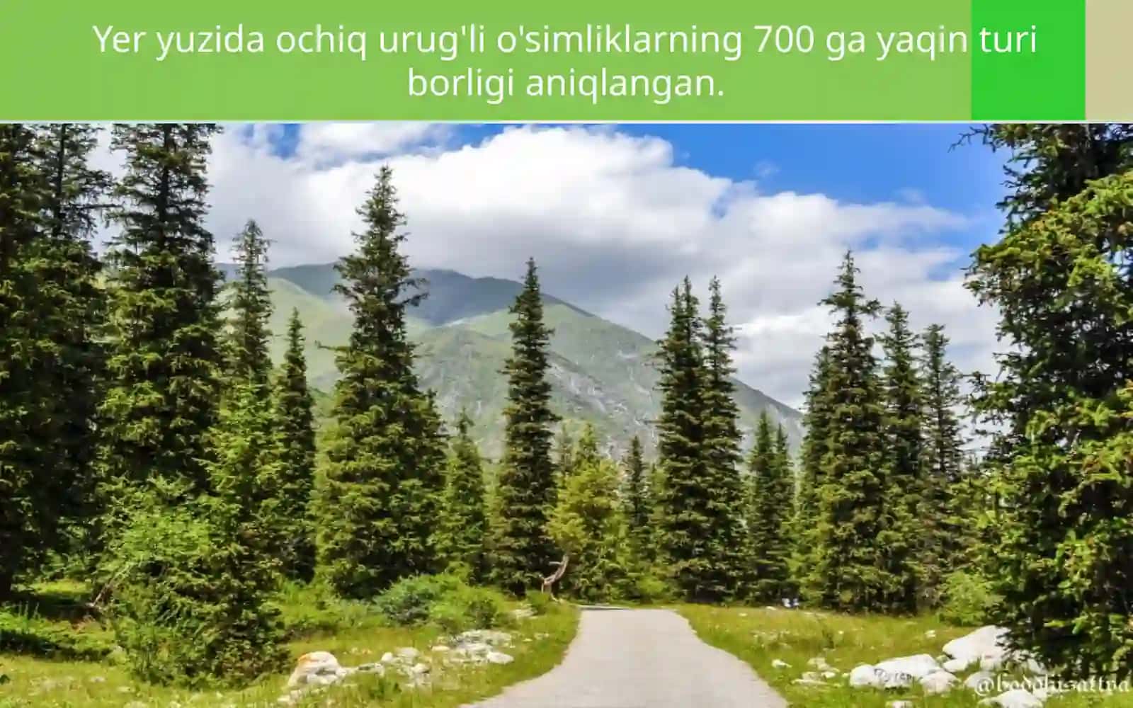 6-sinf Botanika Ochiq urug'li o'simliklar bo'limi, Archa 2