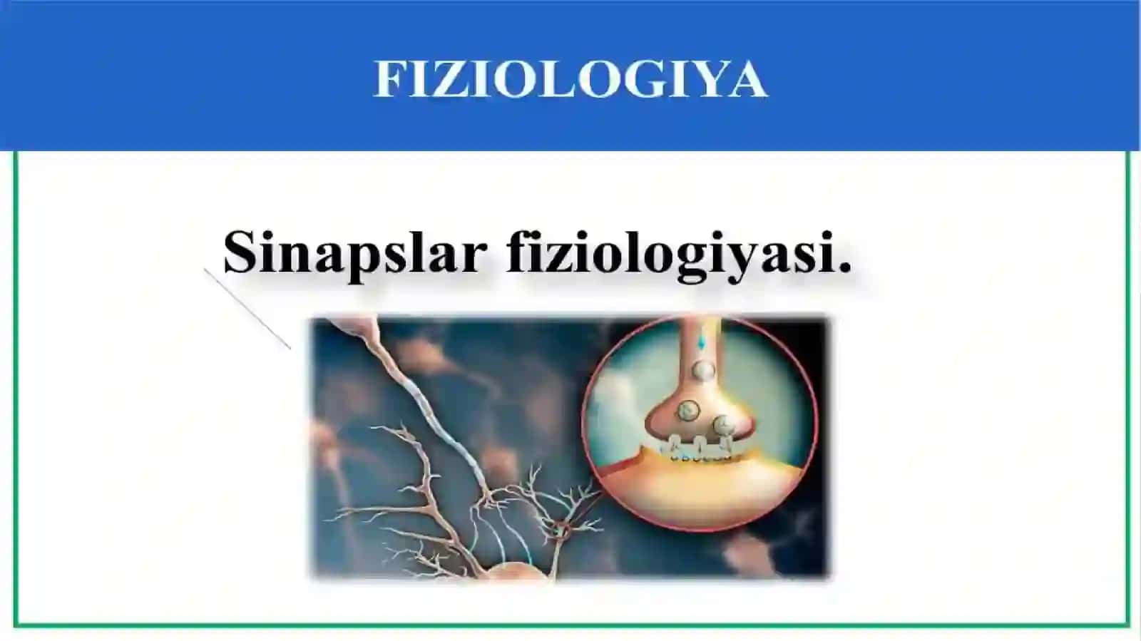 Sinaps mediatorlarining umumiy tasnifi 2