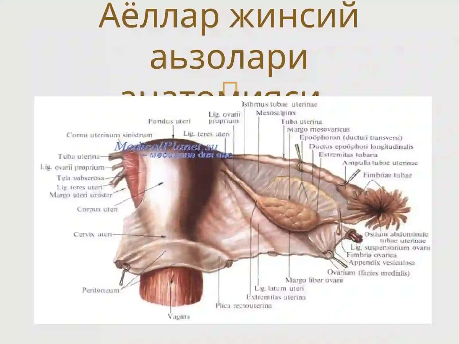 Аёллар жинсий аьзолари жойлашишива ривожланиш нуксонлари 2